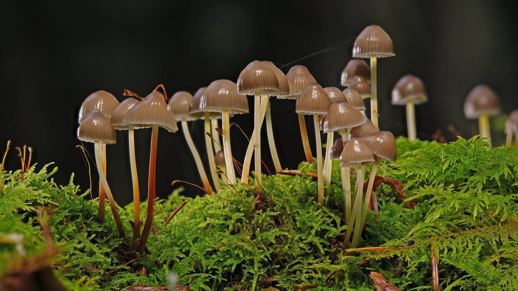 Harmful fungi will fight toxins contaminating the crops