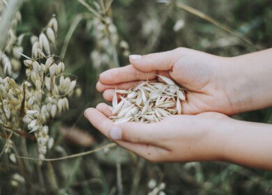 Rusmolco increased the sale of seeds by 25%