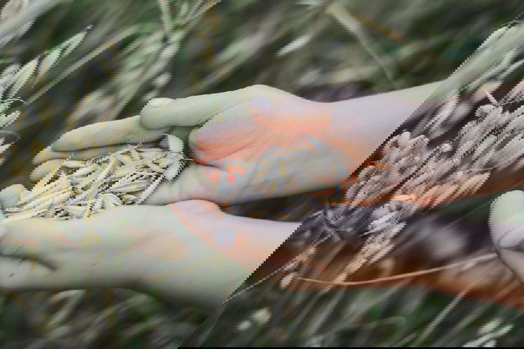 Rusmolco increased the sale of seeds by 25%