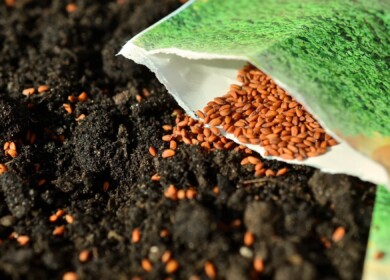 PhosAgro expands cooperation with Food and Agriculture Organization