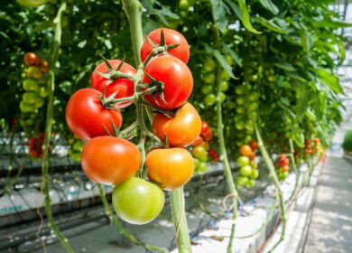 Russia plans to expand the area of greenhouse complexes