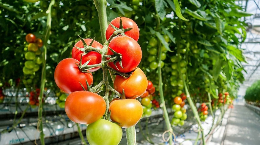 Russia plans to expand the area of greenhouse complexes