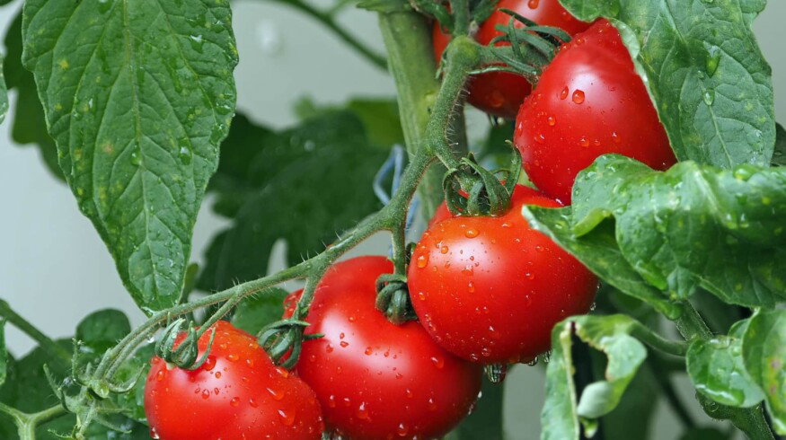Russia increases the area of greenhouse complexes