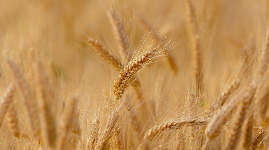 PhosAgro CEO assessed the prospects for Russian agriculture