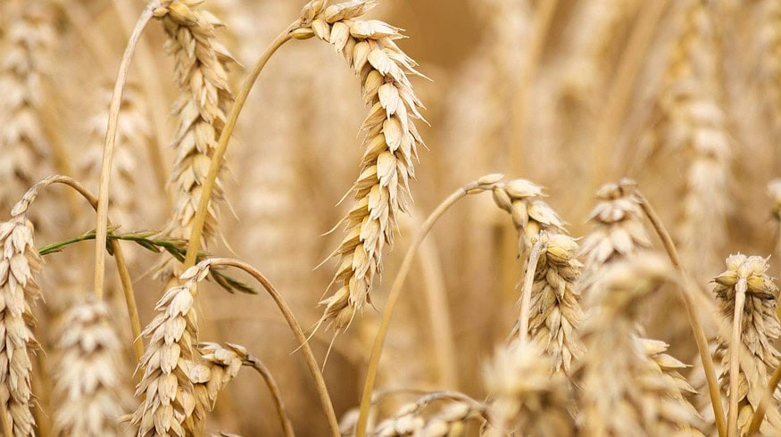 Russian farmers should not expect shortages of fertilizers