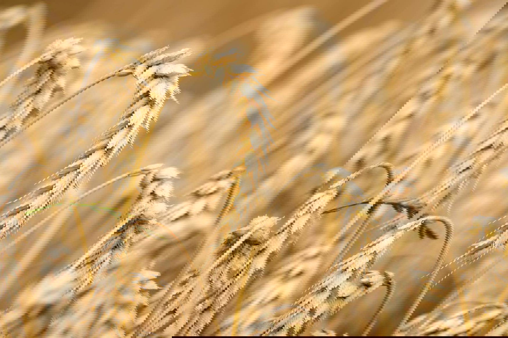 Russian farmers should not expect shortages of fertilizers