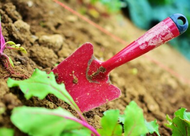 Liming of 174.5 thousand hectares of land will be subsidized in Russia