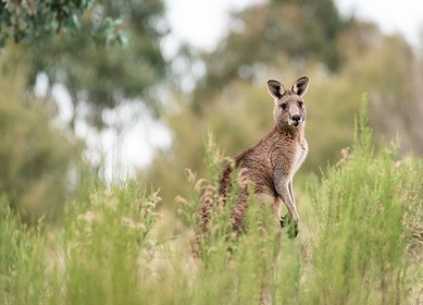 Belaruskali may expand its supplies to Australia
