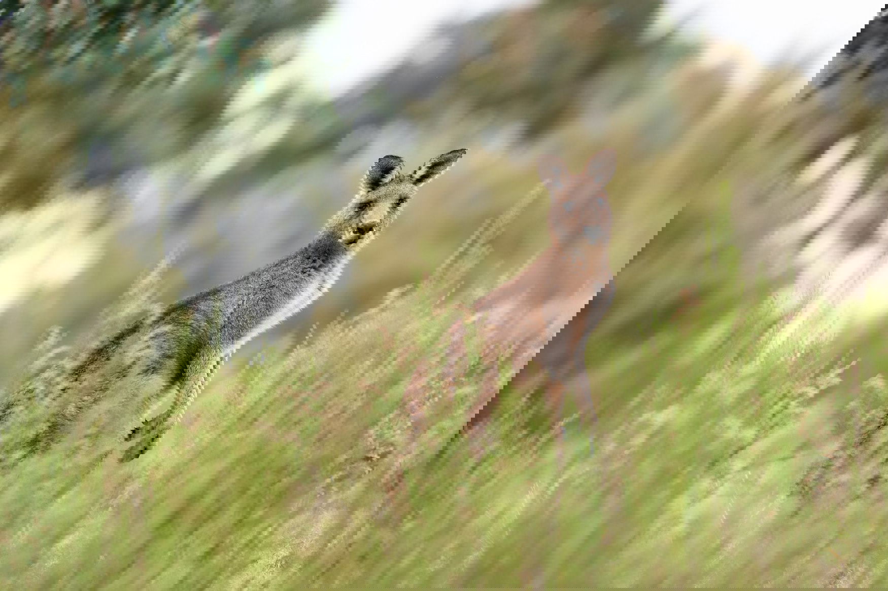 Belaruskali may expand its supplies to Australia