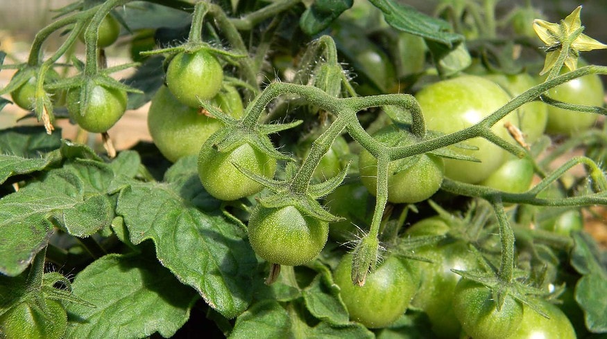 Home vegetable growing is becoming more popular in Russia