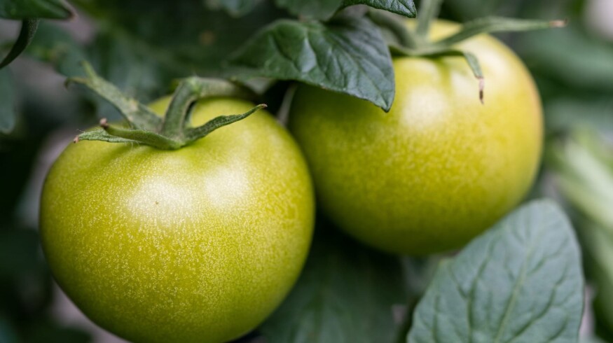 Harvest of greenhouse vegetables in Russia for 2021 may reach 1.6 million tons