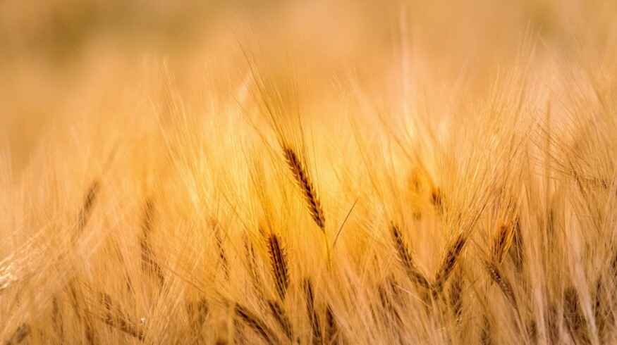 US farmers are considering various planting scenarios due to high fertilizer prices