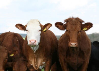 Pervomaisky found an additional source of income