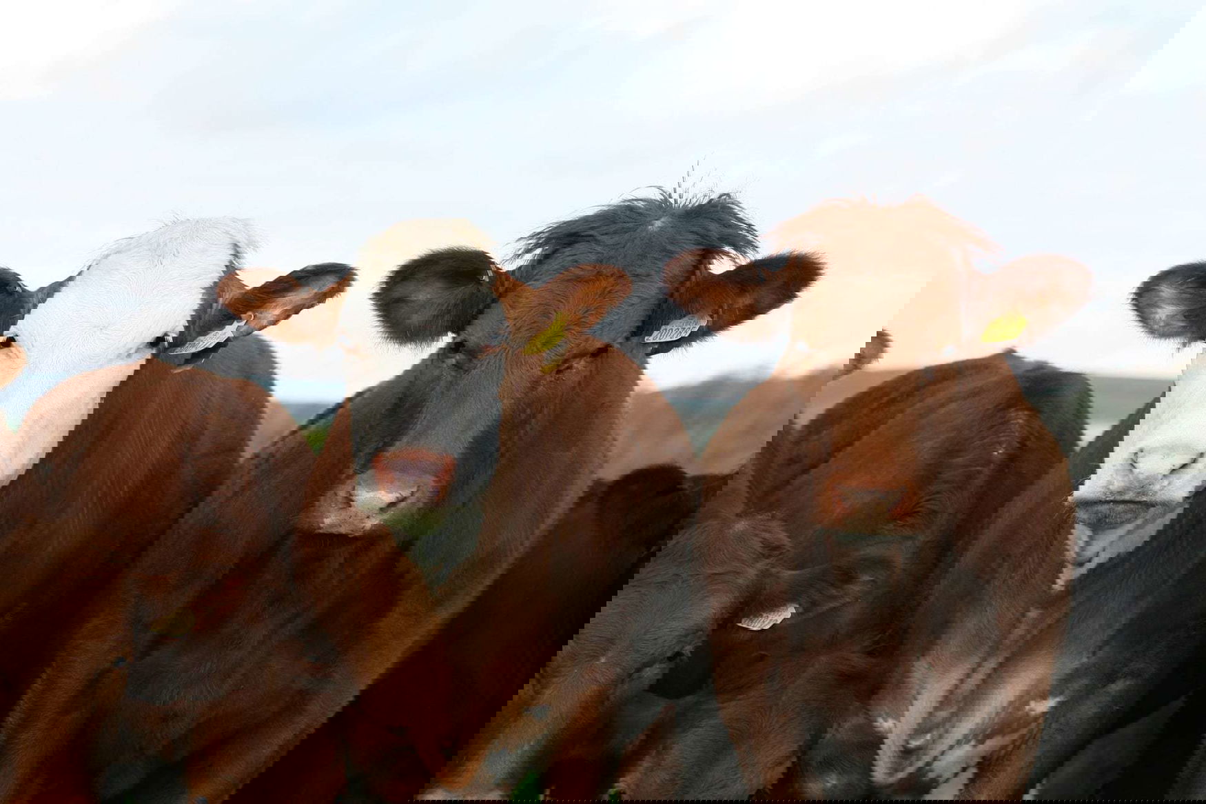 Pervomaisky found an additional source of income