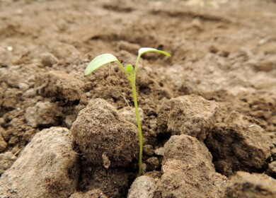 Crimea began the spring sowing campaign
