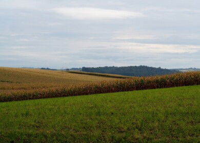 Supplies of fertilizers to the Russian market increased by 6%