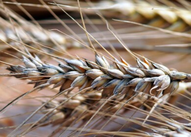 Cultivation area in the Ryazan region will reach a historical maximum