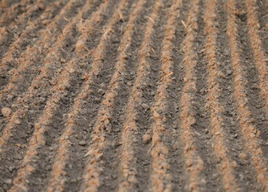 Spring fieldworks had started in the Saratov region