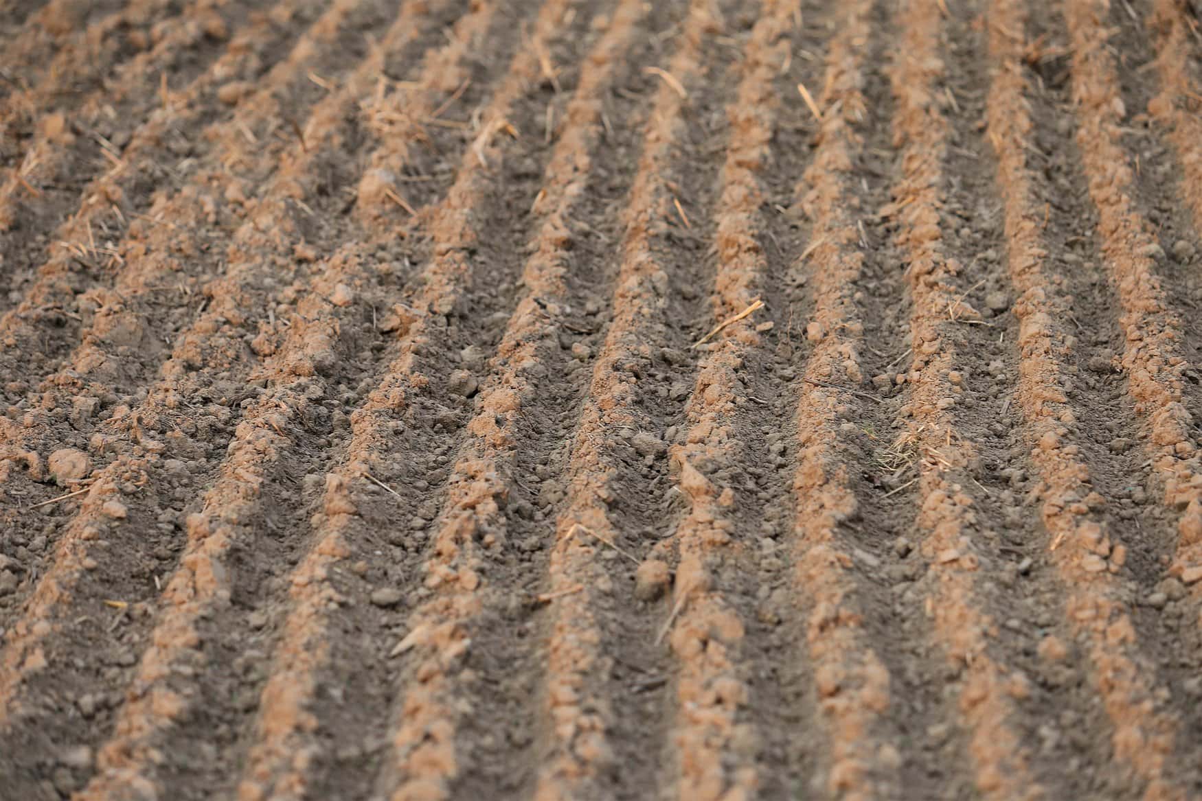 Spring fieldworks had started in the Saratov region