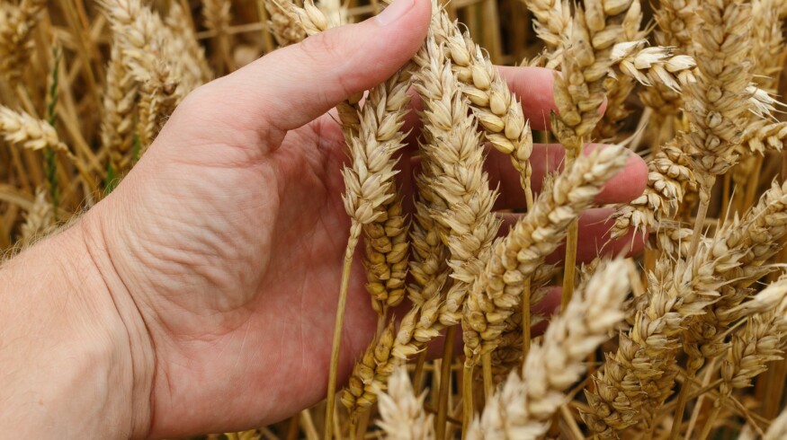 The harvest of grain in the Kursk region may reach 5.5 million tons