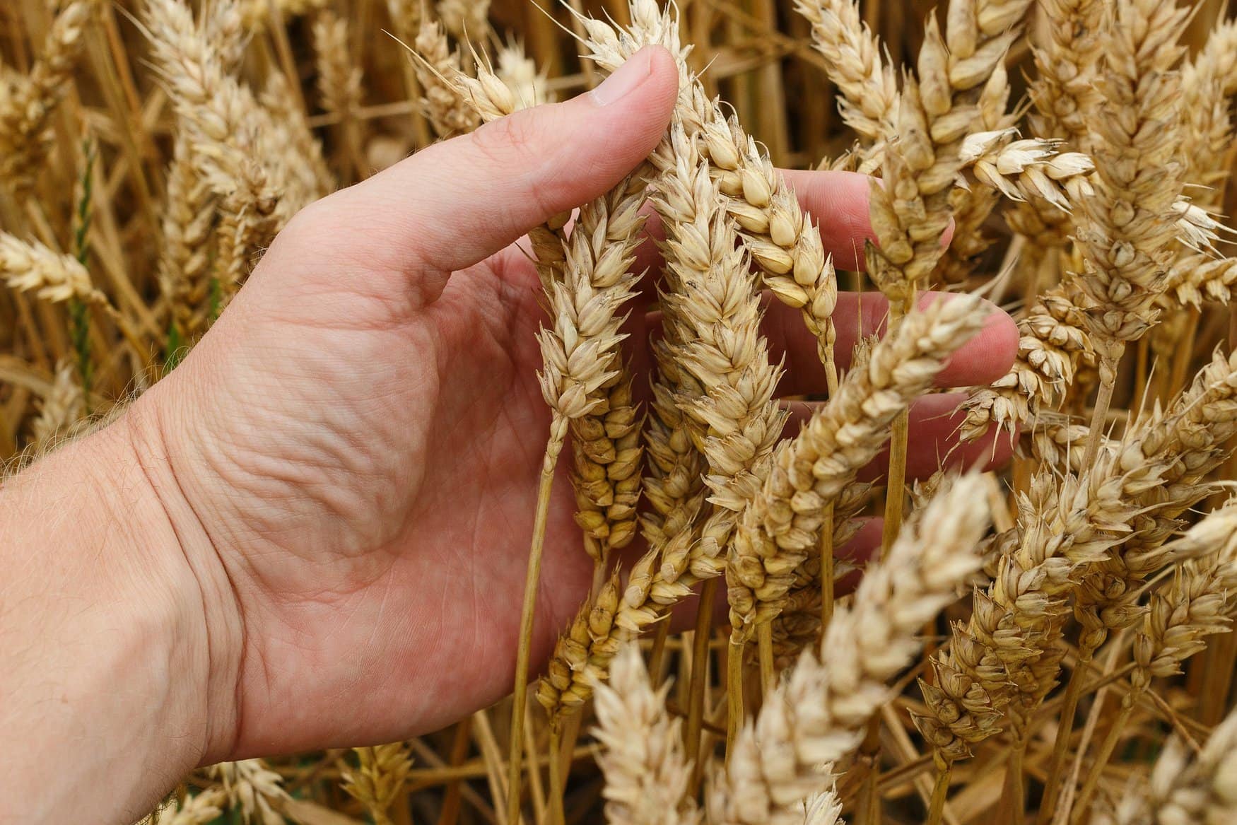 The harvest of grain in the Kursk region may reach 5.5 million tons