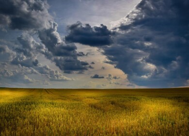 Sowings area of spring crops in the Krasnodar region remained unchanged