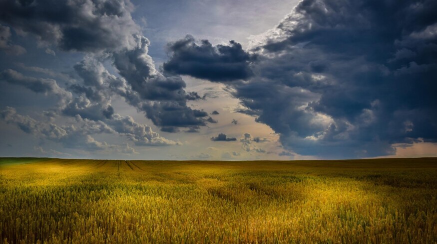 Sowings area of spring crops in the Krasnodar region remained unchanged