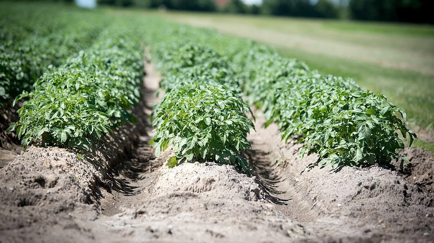 PhosAgro and FAO have launched the Russian network of soil laboratories