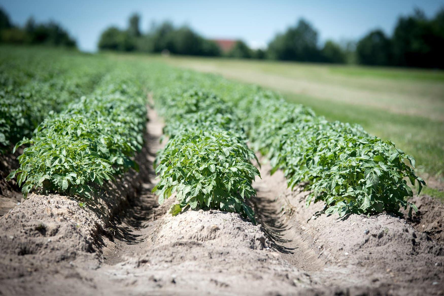 PhosAgro and FAO have launched the Russian network of soil laboratories