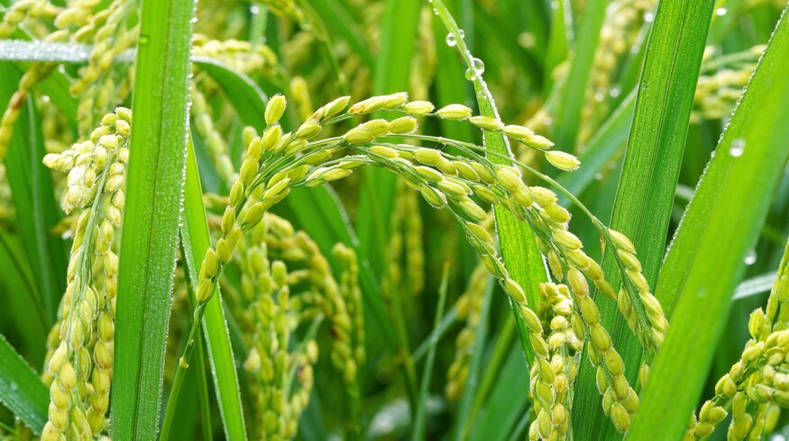 Rice harvest in Russia may fall by 45%