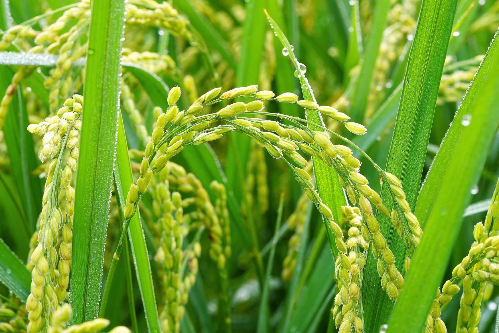 Rice harvest in Russia may fall by 45%