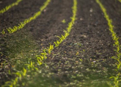 The sowing campaign has begun in the Tomsk region