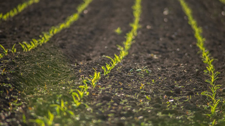 The sowing campaign has begun in the Tomsk region