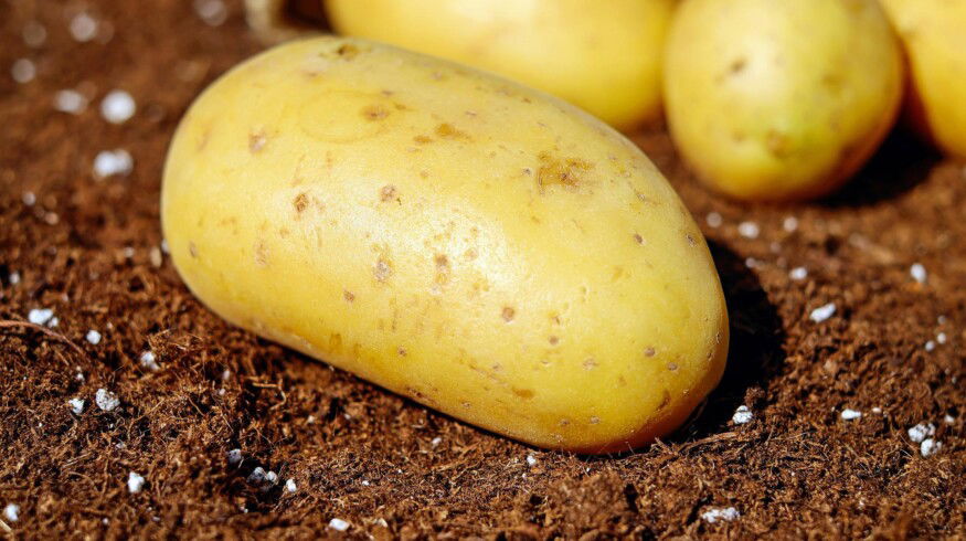 Solynta and Incotec will develop cooperation