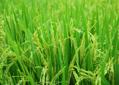 Rice cultivation was resumed in Crimea