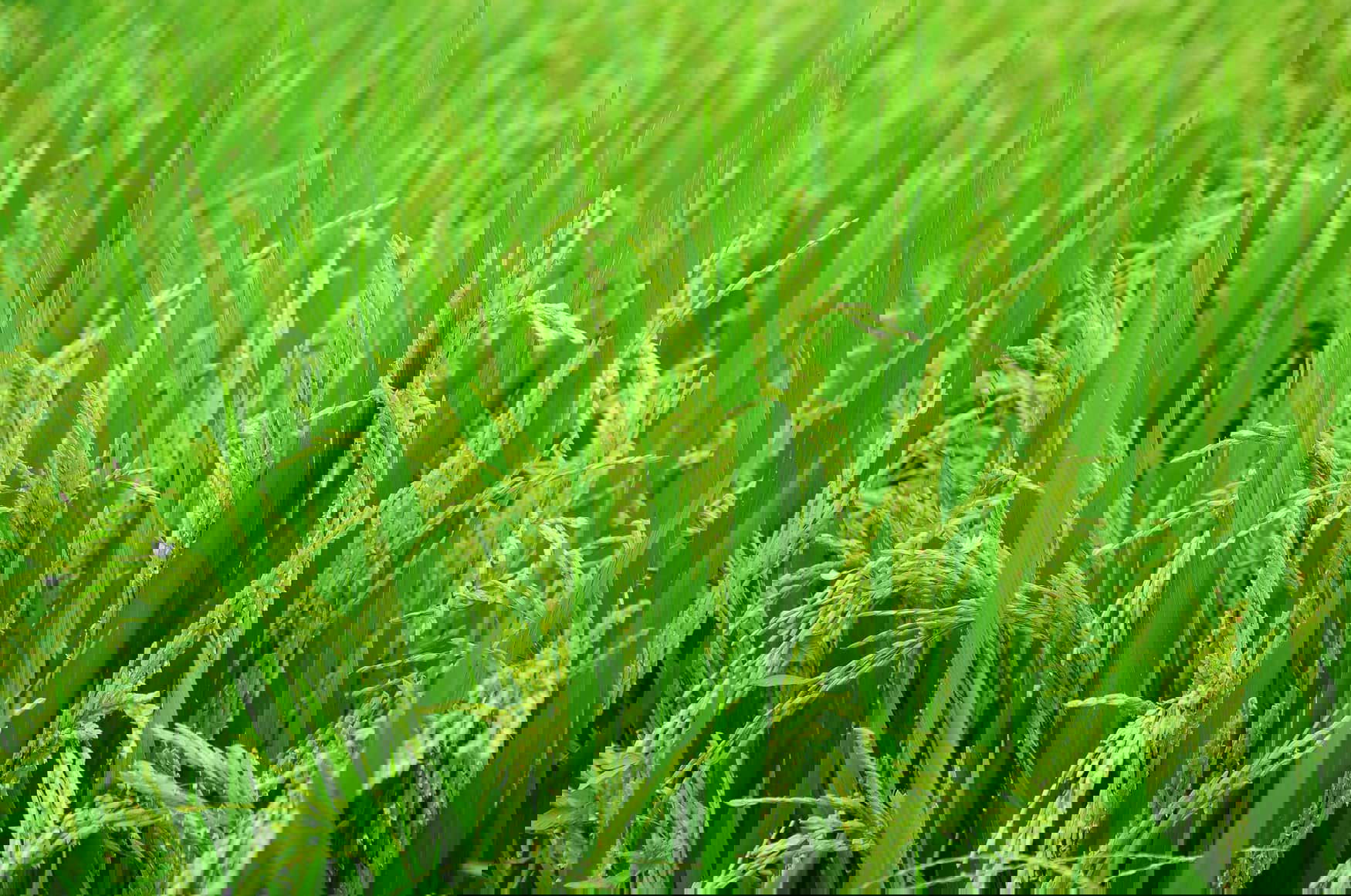 Rice cultivation was resumed in Crimea