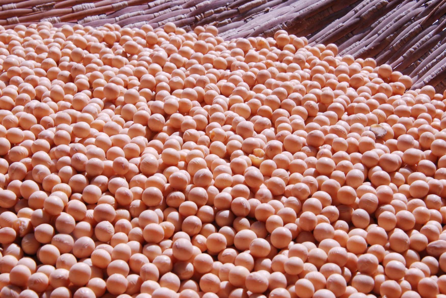 Soybean harvest in Russia may exceed 5 million tons