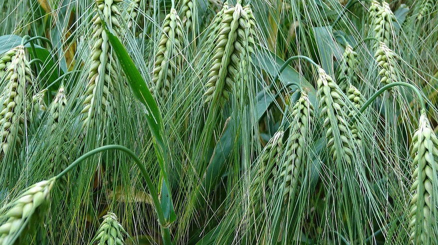Grain harvest in Russia can set a volume record