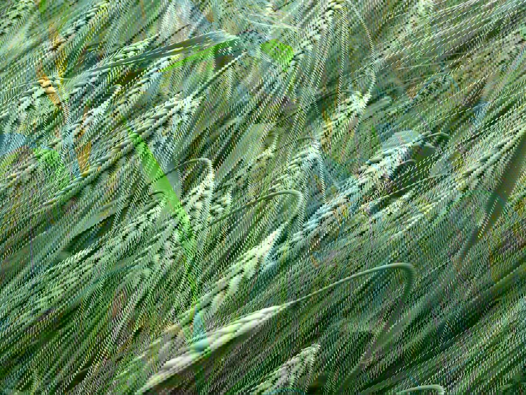 Grain harvest in Russia can set a volume record