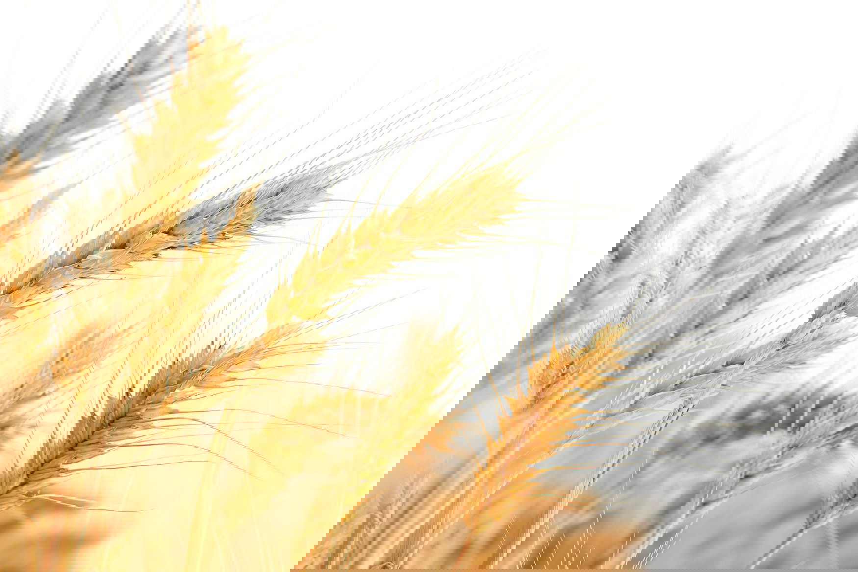 Wheat harvest in Russia may reach 87 million tons this year