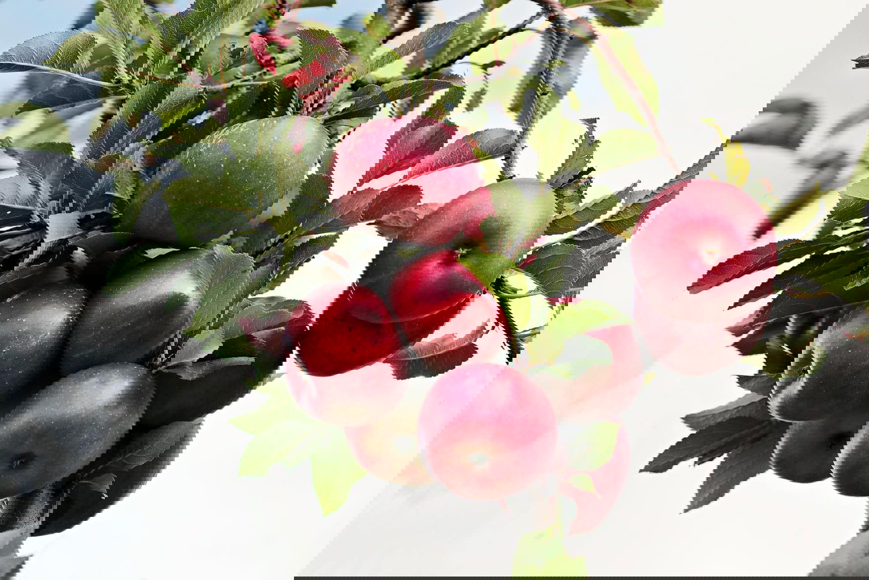 Dagestan is intensively developing horticulture