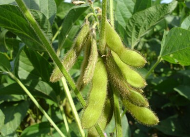 Soybean crops have grown in the Primorsky region