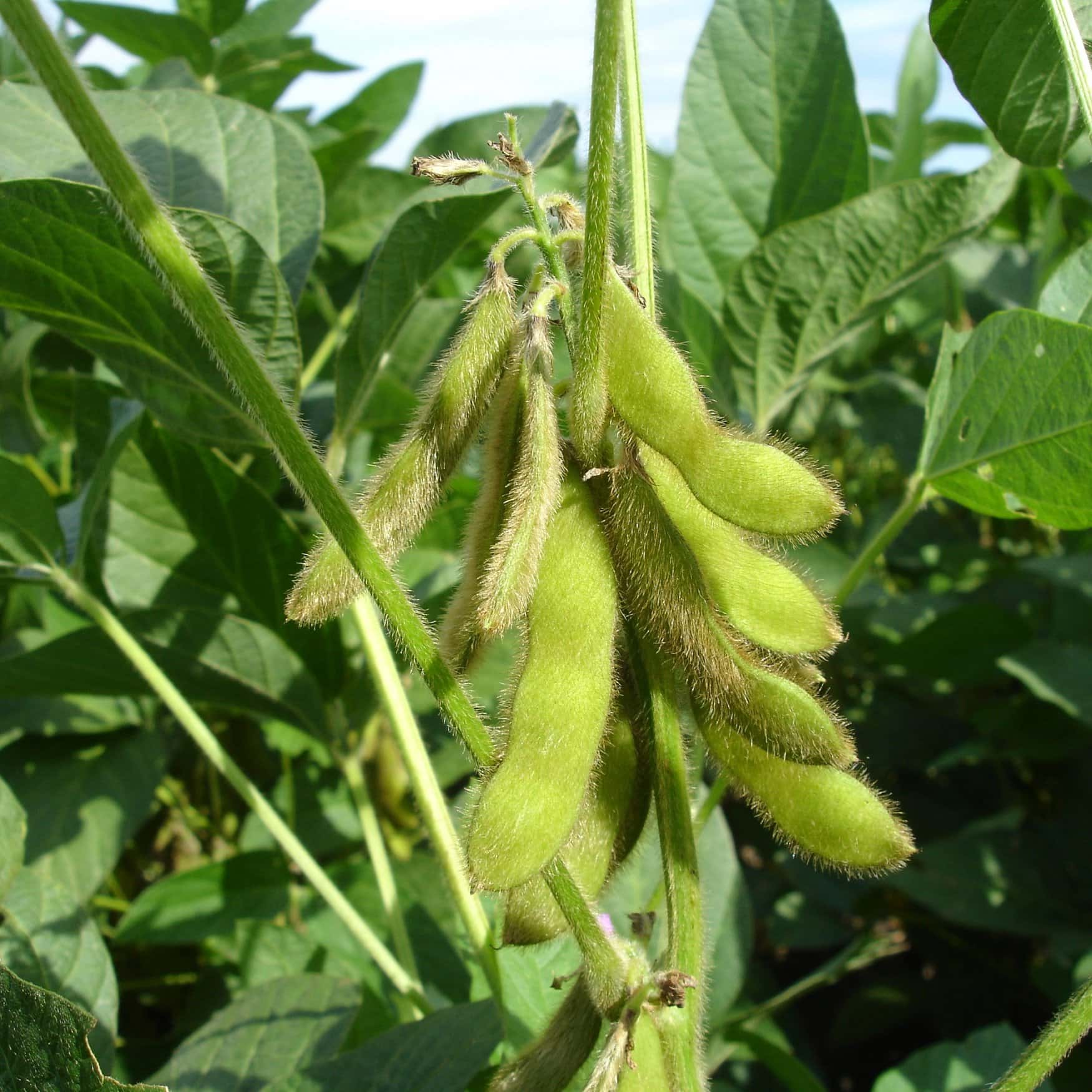 Soybean crops have grown in the Primorsky region