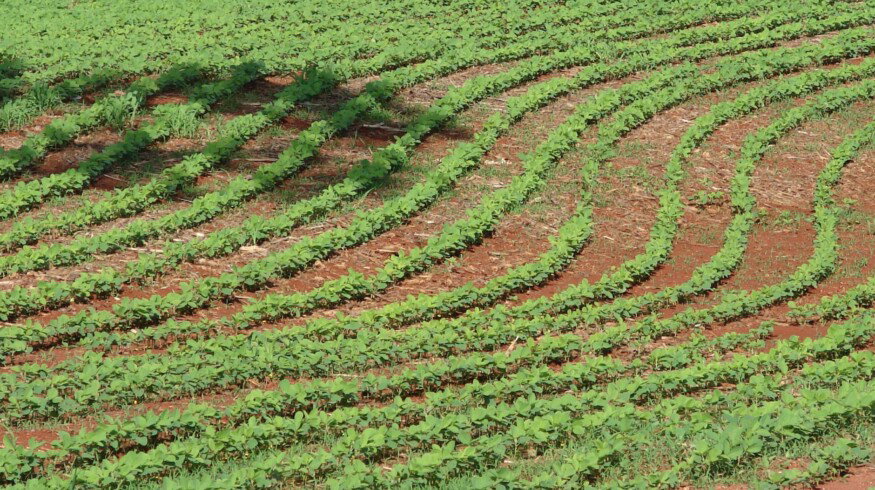 Brazil may adopt new pesticides regulation