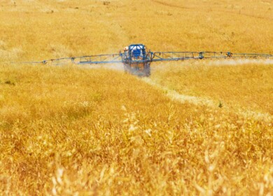 Ukraine expects to collect 18-19 million tons of wheat