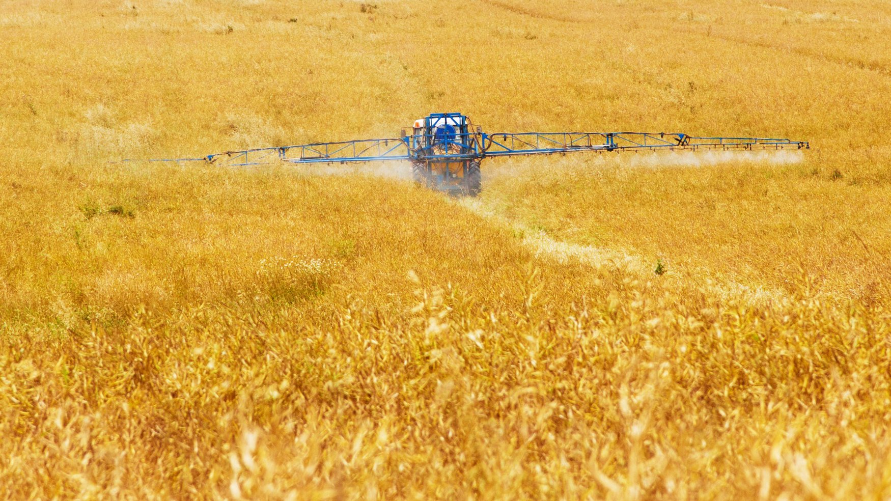Ukraine expects to collect 18-19 million tons of wheat