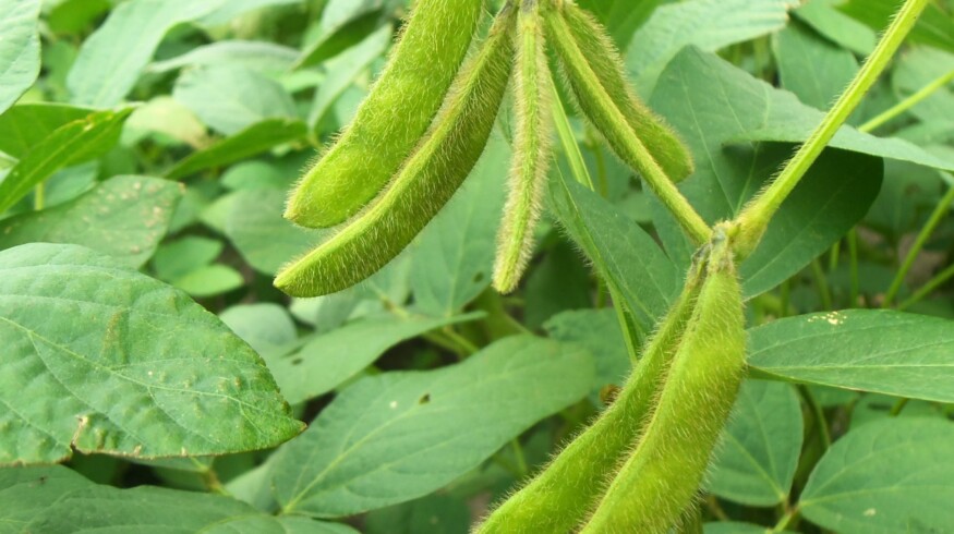 Soybean crops area expanded in the Khabarovsk region
