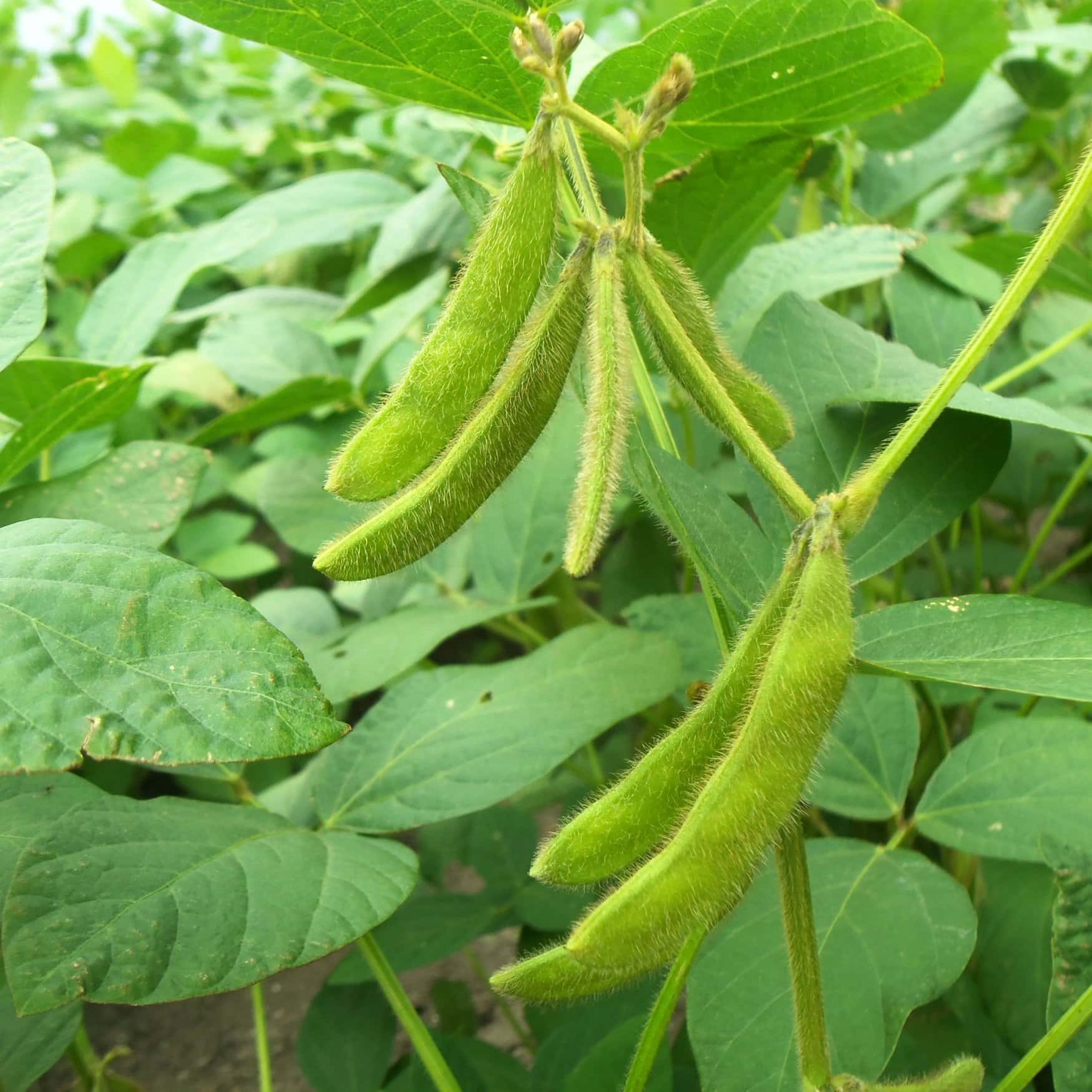 Soybean crops area expanded in the Khabarovsk region
