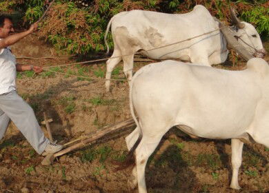 Dhanuka Agritech launches new plant protection production