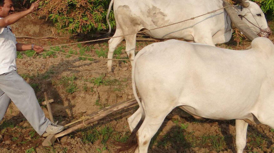 Dhanuka Agritech launches new plant protection production